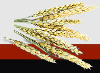 J9集团直营·(中国)官方网站